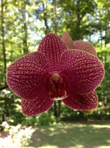 Photo by John Richards