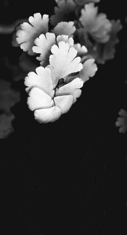 Black and White of Ferns Background.