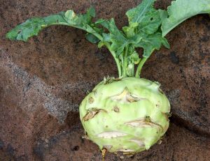 GreenKohlrabi.jpg